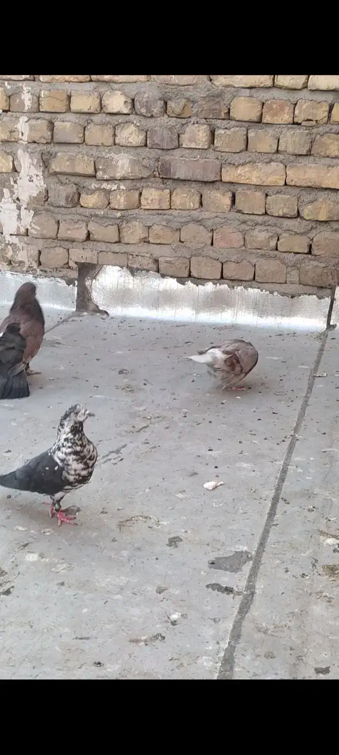 کبوتر|حیوانات|قم, نیروگاه|دیوار