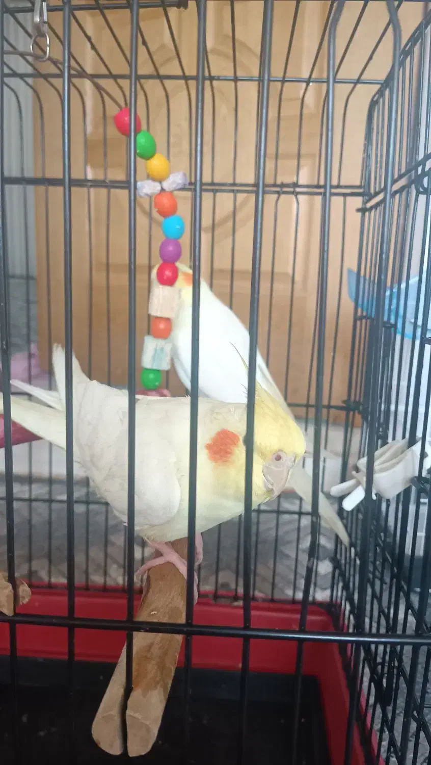 عروس لوپ قرمز|پرنده|قم, ولیعصر|دیوار