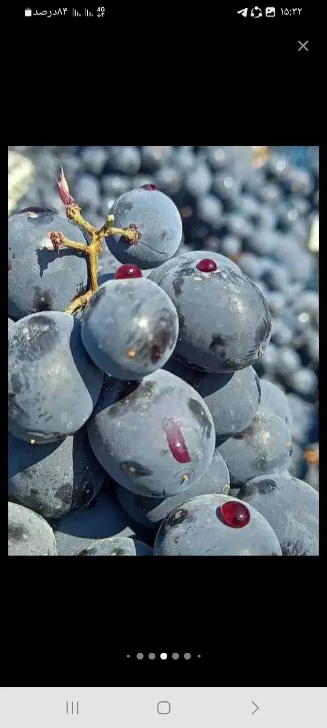 خریدار نقدی انگور سیاه|خدمات باغبانی و درختکاری|کامیاران, |دیوار