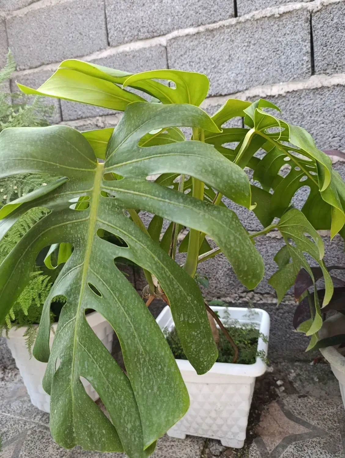 گل برگ انجیری|گل و گیاه طبیعی|رشت, حومه رشت|دیوار