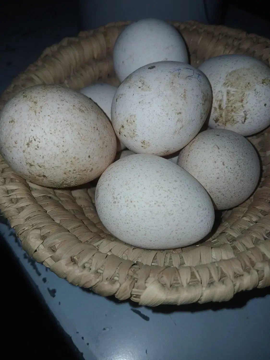 تخم بوقلمون بربون|حیوانات مزرعه|دزفول, |دیوار