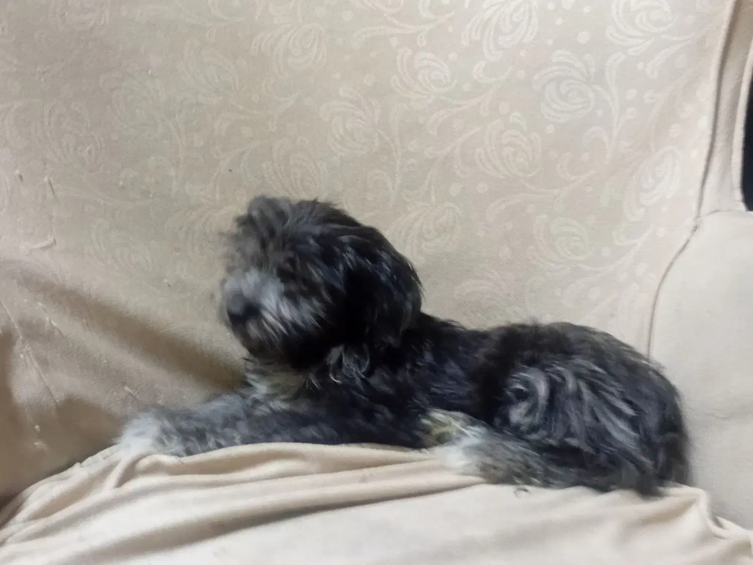 توله سگ|سگ|تهران, امام زاده عبدالله|دیوار