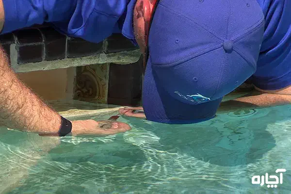 گروه نشت یابی تصویری  تشخیص ترکیدگی لوله|خدمات پیشه و مهارت|اردبیل, |دیوار