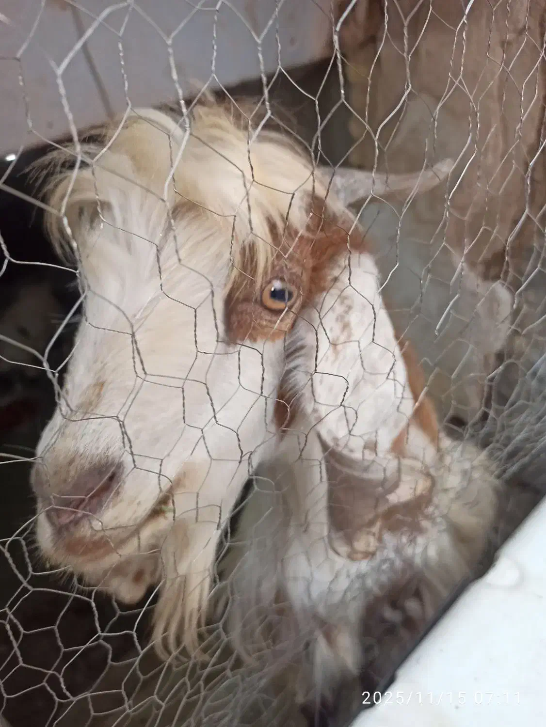 بز بومی|حیوانات مزرعه|اصفهان, بیدآباد|دیوار