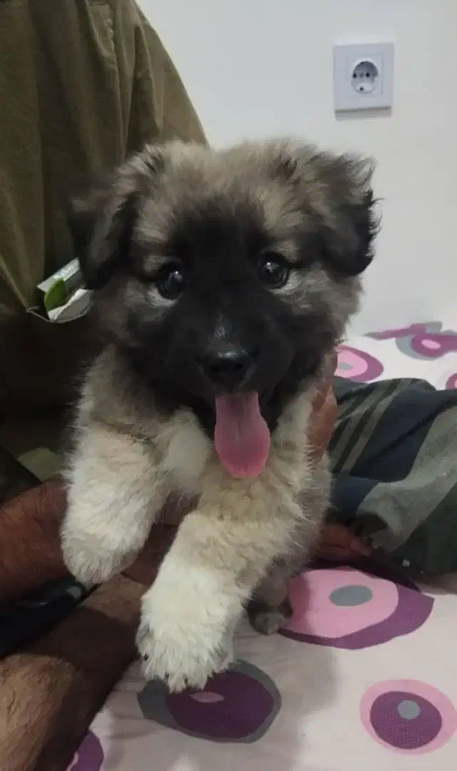 میکس توله اشتپیز پامر|سگ|هشتگرد, فاز ۱ مهستان|دیوار