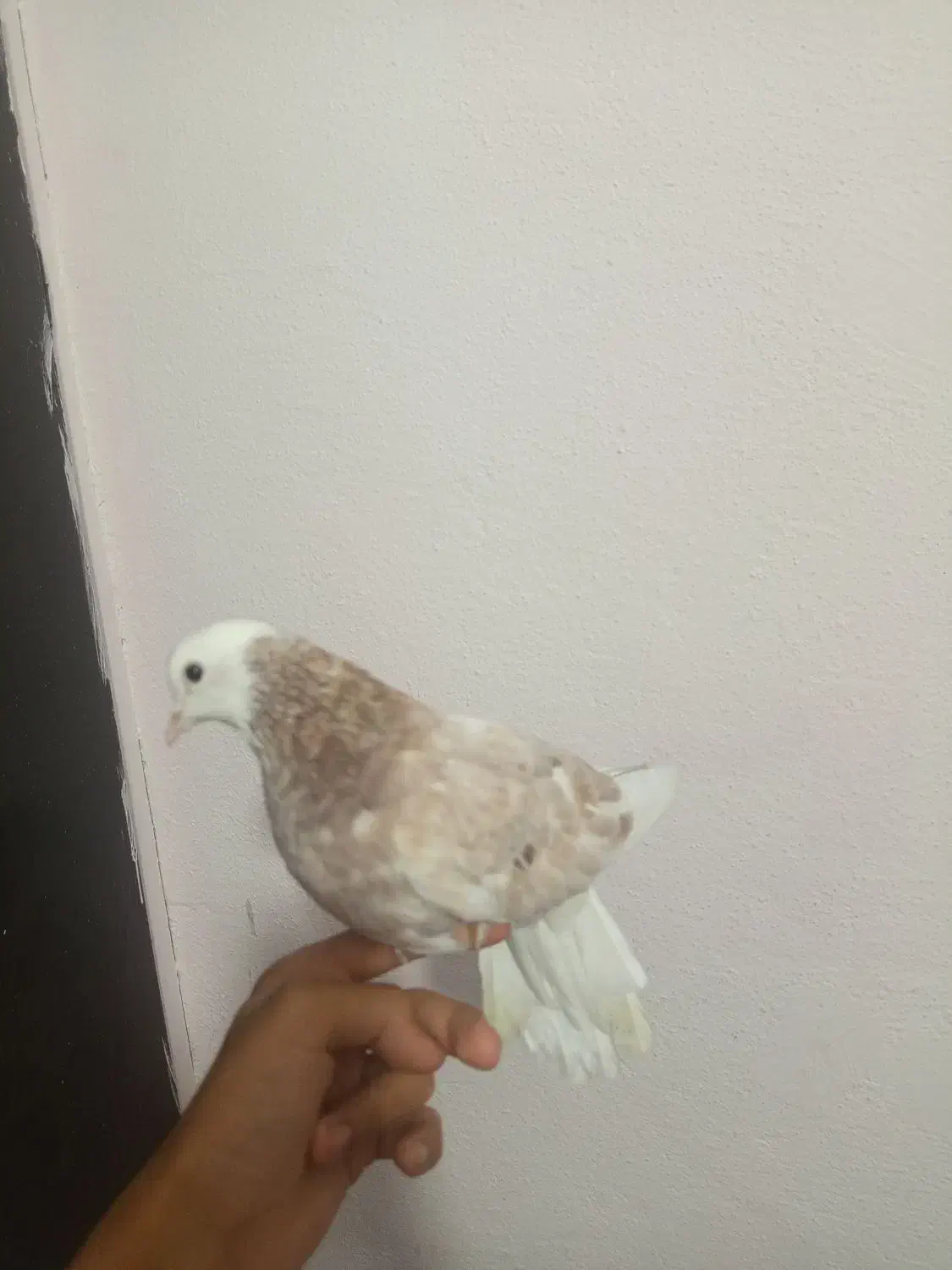 کفتر|پرنده|رباط‌کریم, شهرک والفجر|دیوار