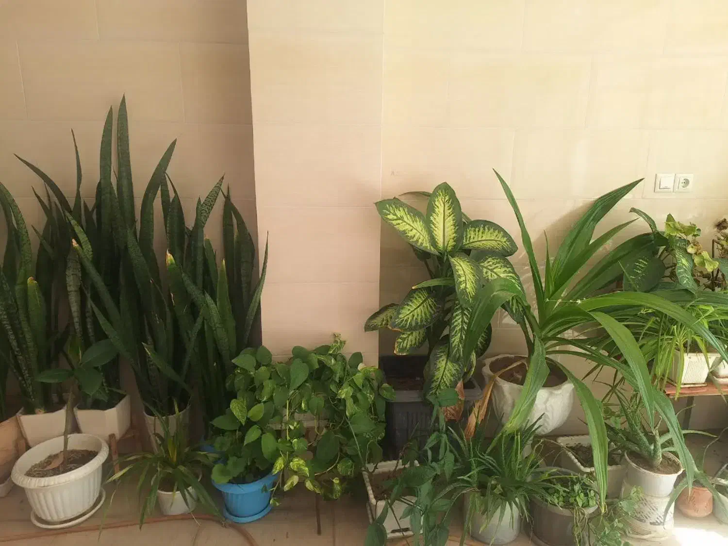 فروش انواع گل های آپارتمانی و خانگی سالم|گل و گیاه طبیعی|زنجان, |دیوار