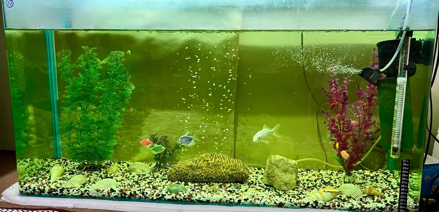 آکواریوم شیشه خم شرکتی|ماهی|قزوین, |دیوار