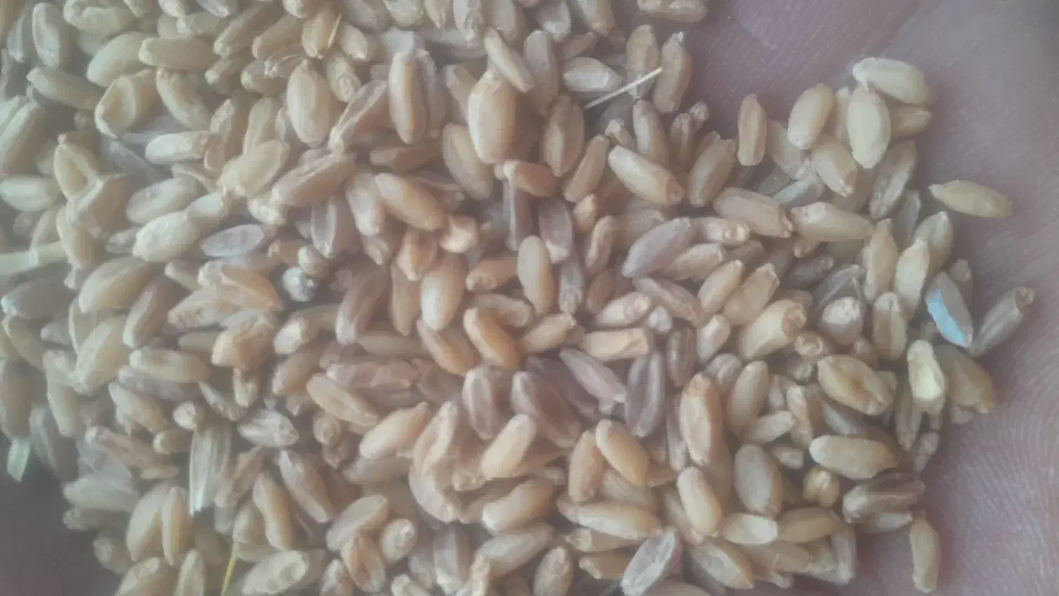 گندم تمیز|لوازم جانبی حیوانات|کوهدشت, |دیوار