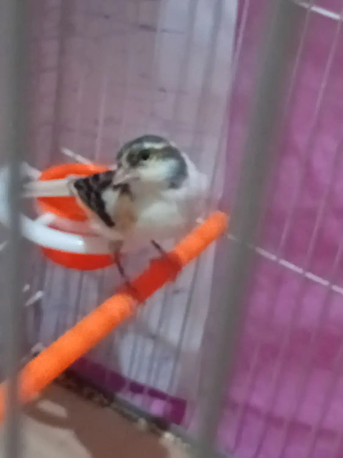 قناری|پرنده|مشهد, ایثارگران|دیوار