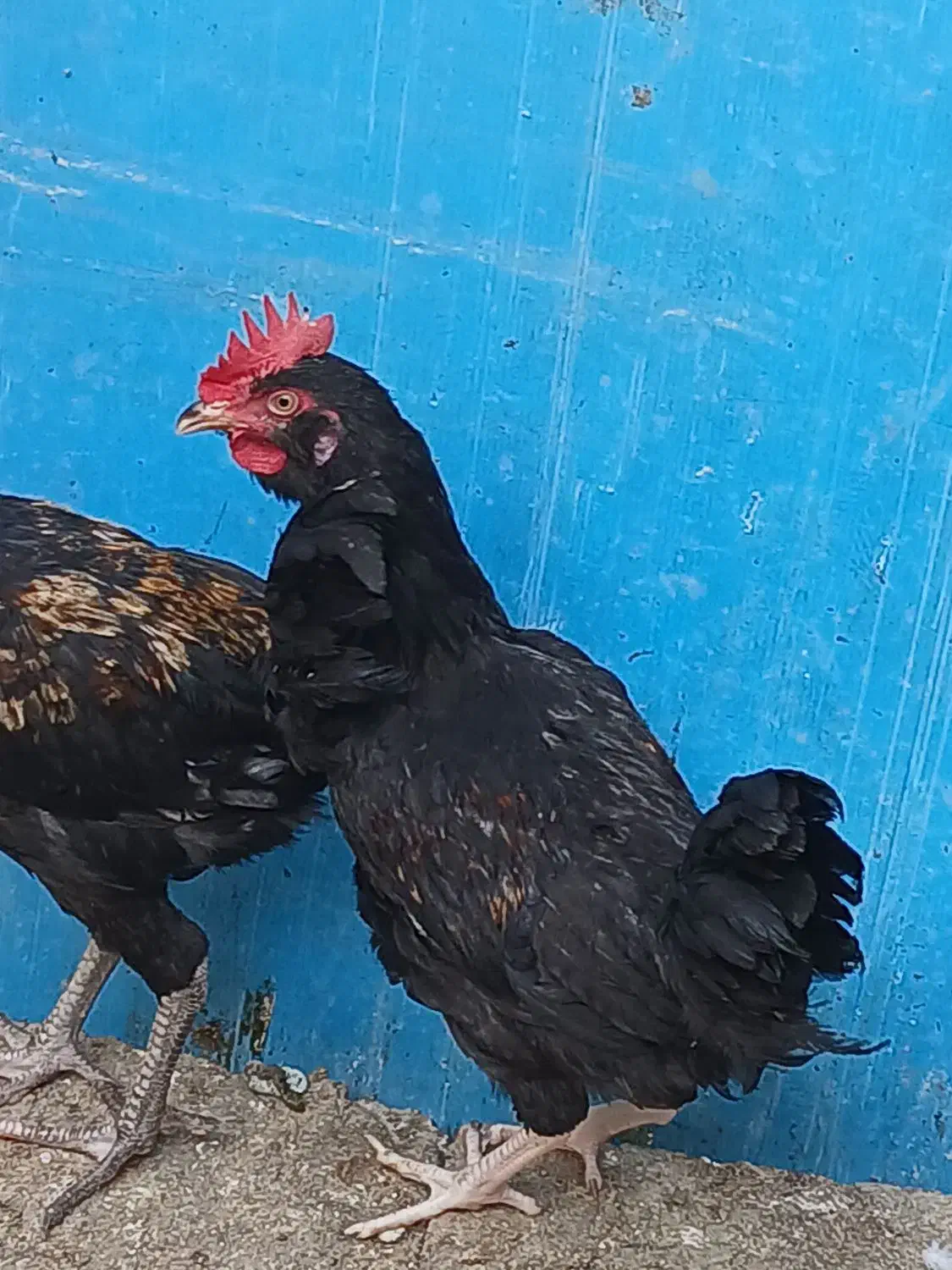 نیمچه خروس لاری و محلی ریشی|حیوانات مزرعه|مرودشت, فیروزی|دیوار