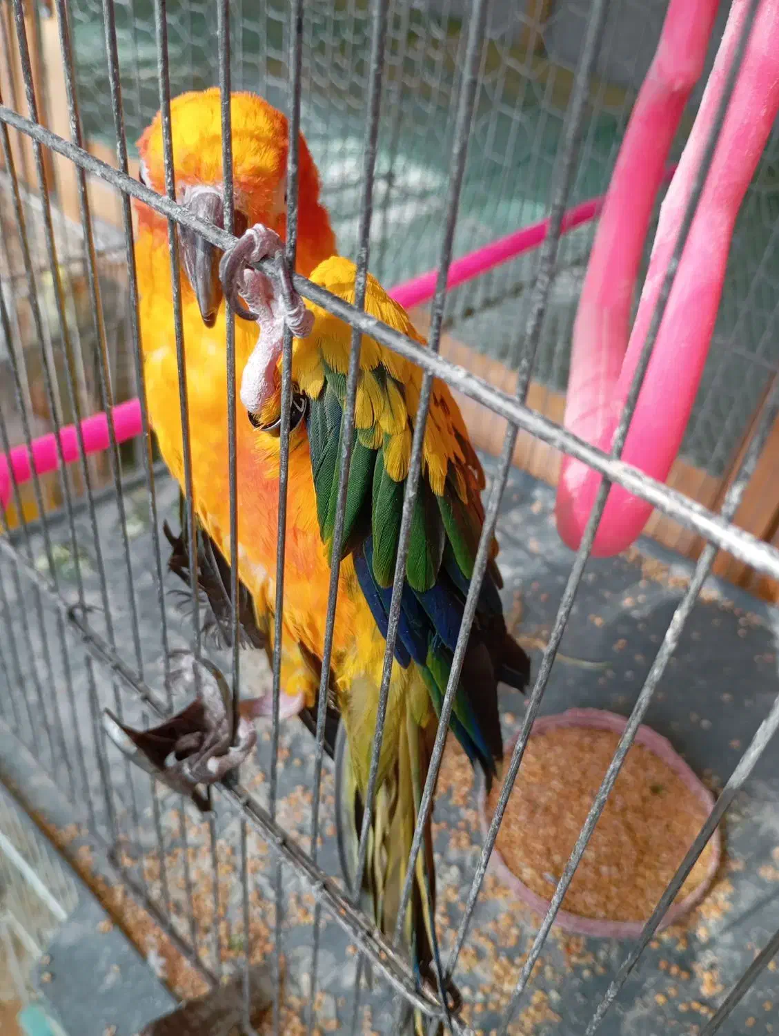 عروس هلندی،کوتوله،فنچ،قناری،مرغ عشق|پرنده|بیرجند, |دیوار