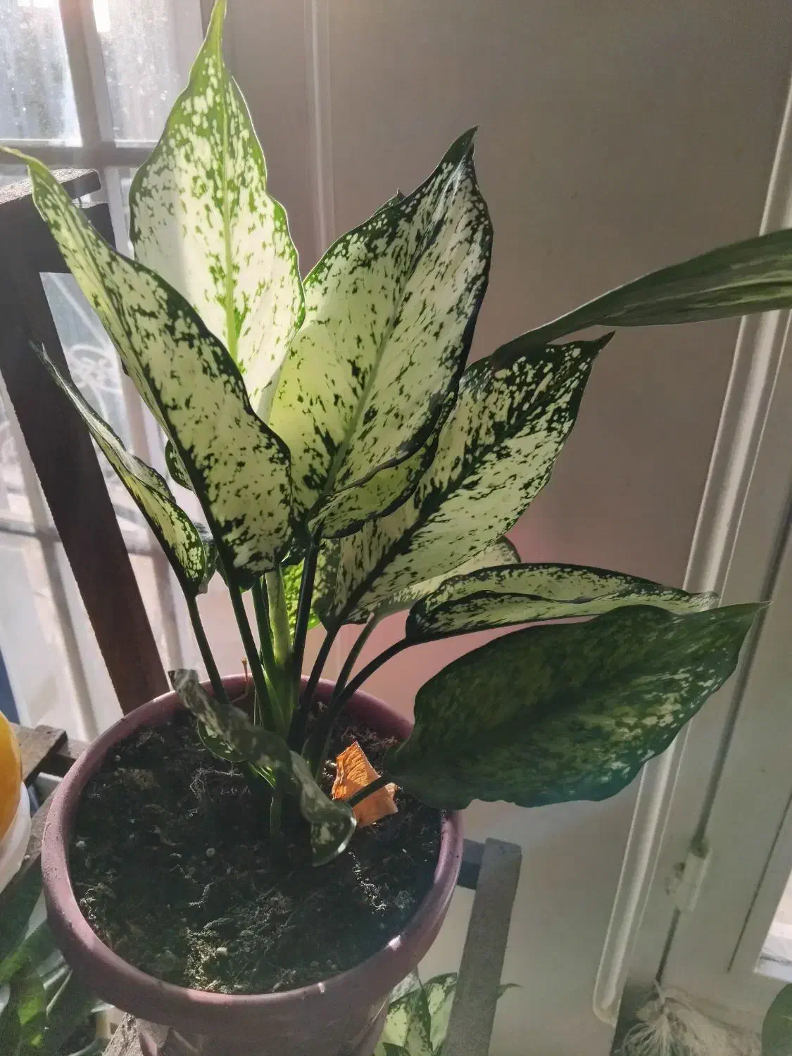 گل طبیعی دیفن باخیا|گل و گیاه طبیعی|تهران, یوسف‌آباد|دیوار