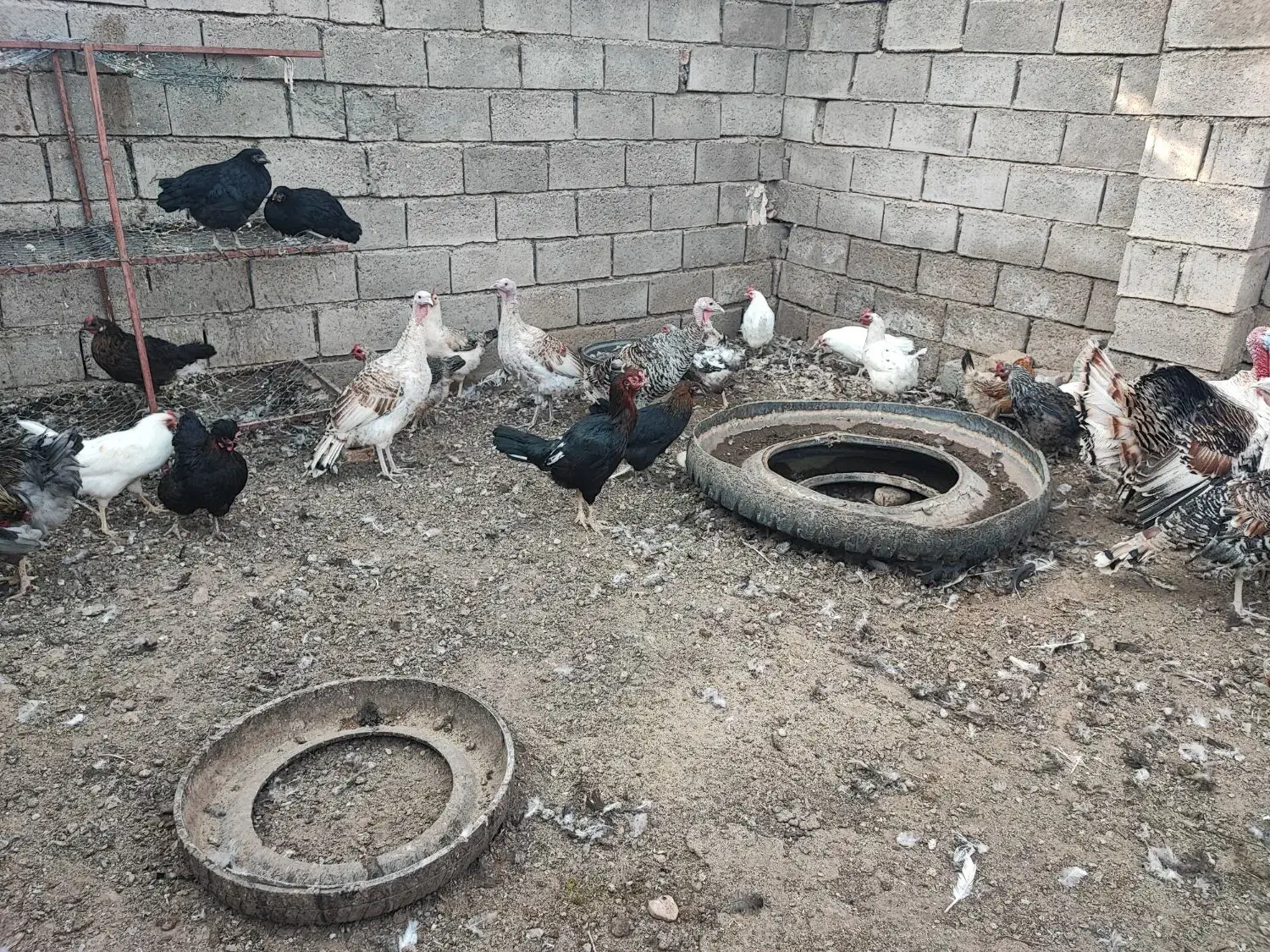 بوقلمون|حیوانات مزرعه|زیرکوه, |دیوار