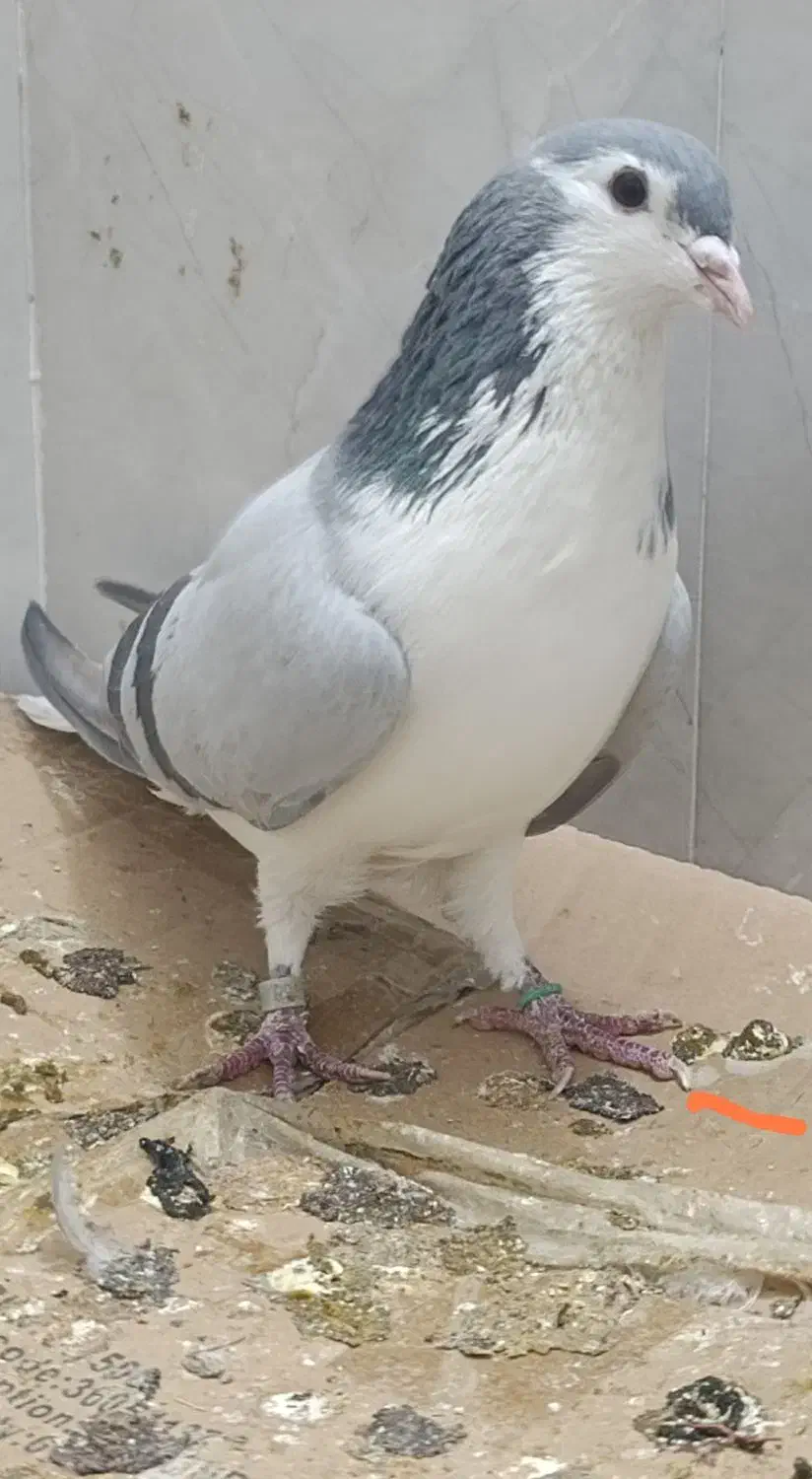 گمشده|حیوانات|بروجرد, |دیوار