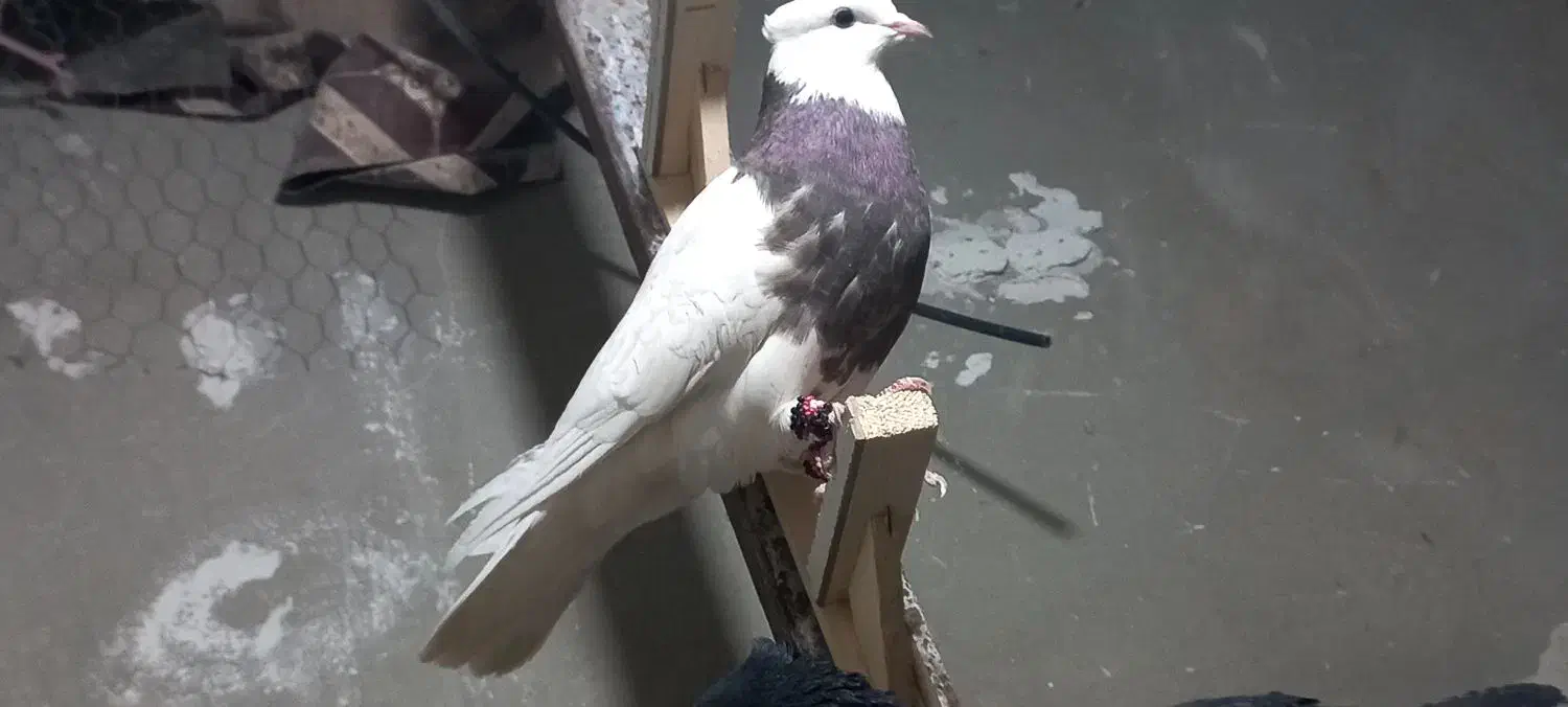 طوقی|پرنده|بم, |دیوار