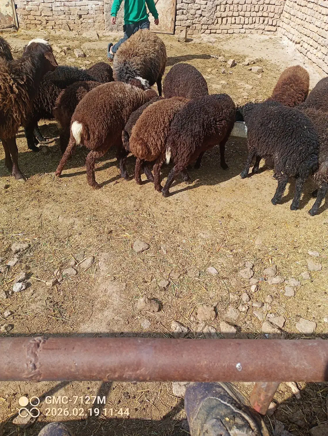 بره|حیوانات مزرعه|بوئین زهرا, |دیوار