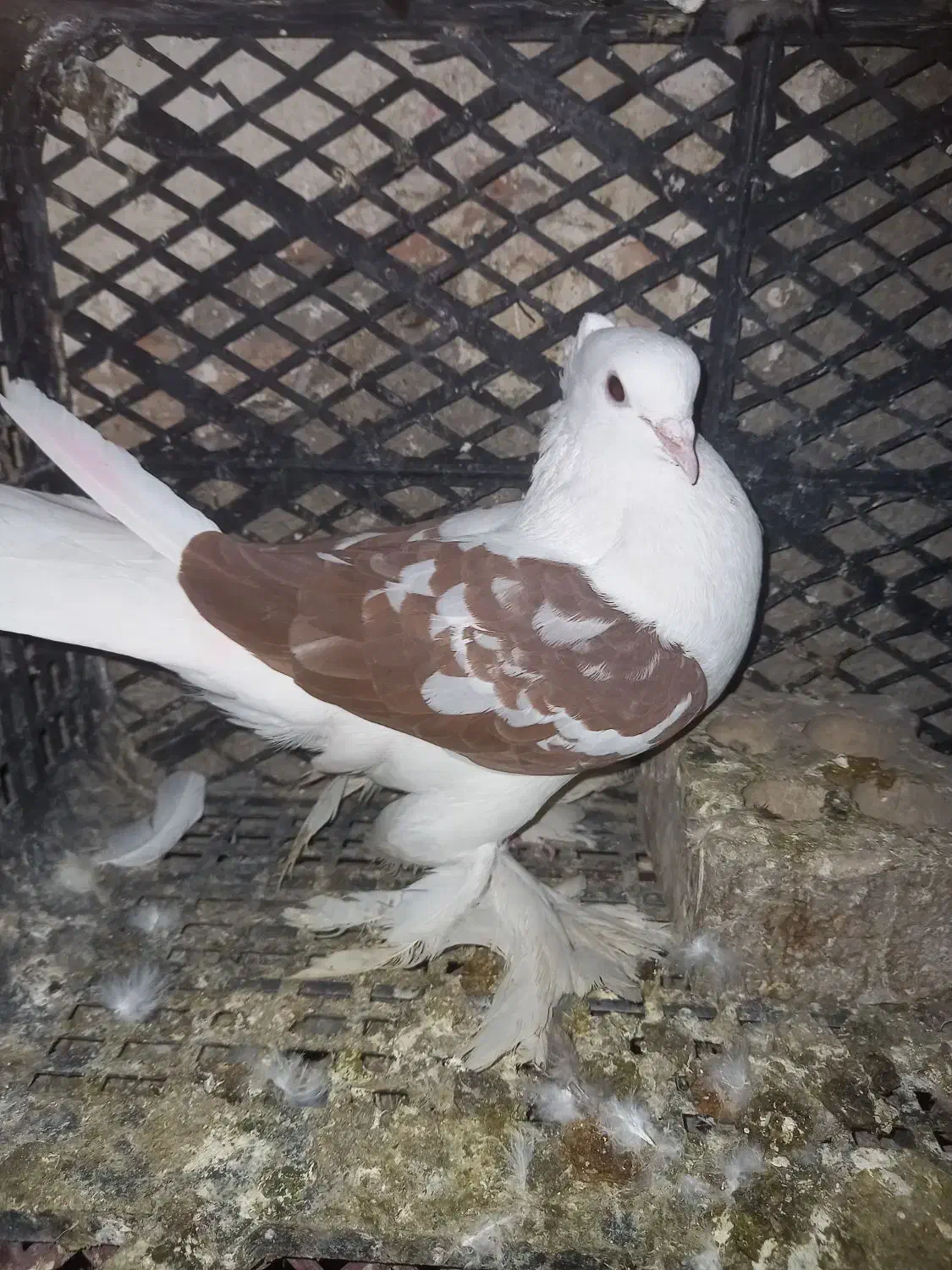 کفتر کبوتر|پرنده|نسیم‌شهر, |دیوار