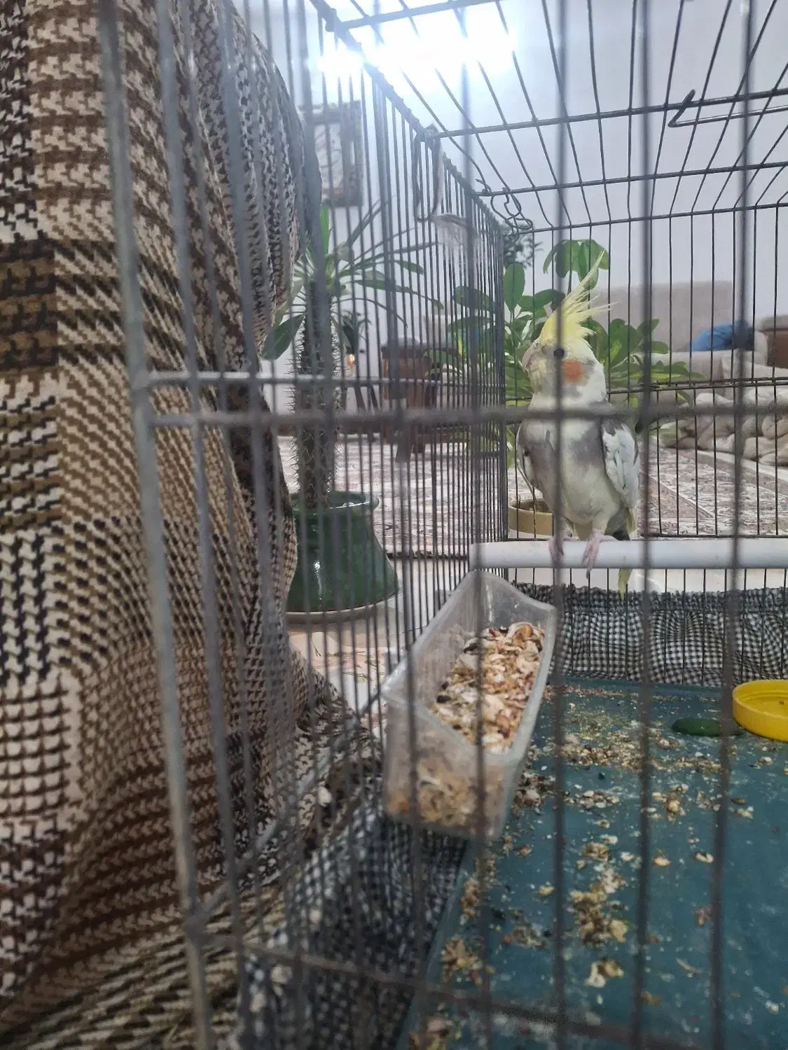 عروس هلندی ابلق|پرنده|پیر بکران, |دیوار