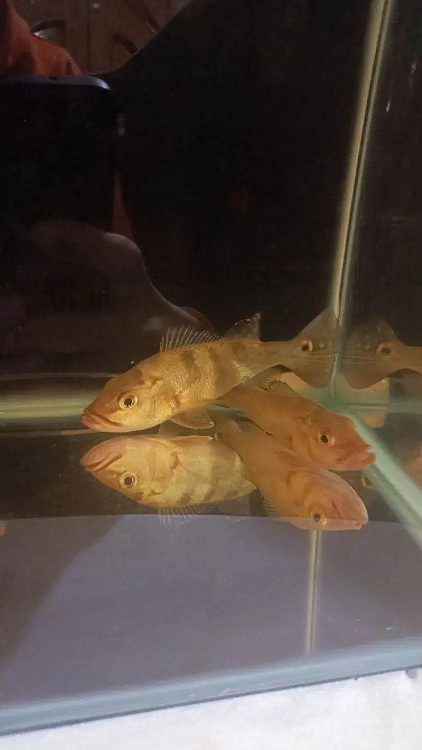 ماهی پیکاک باس کلبری|ماهی|یزد, |دیوار