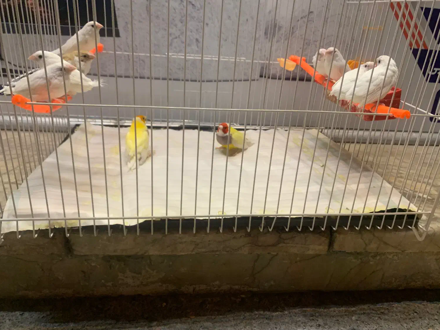 فنچ بنگالی گلدین|پرنده|مشهد, بهاران|دیوار