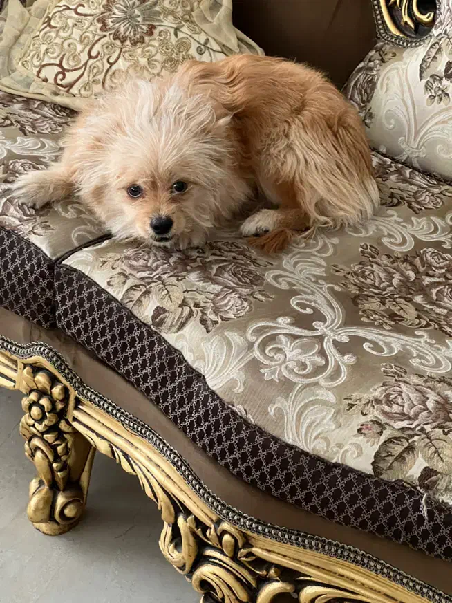 سگ نژاد شیتزو|سگ|یزد, |دیوار