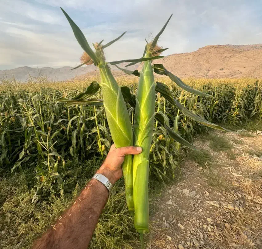 ۱۰۰ تن ذرت مکزیکی اکشن چوییت|عمده‌فروشی|کازرون, |دیوار