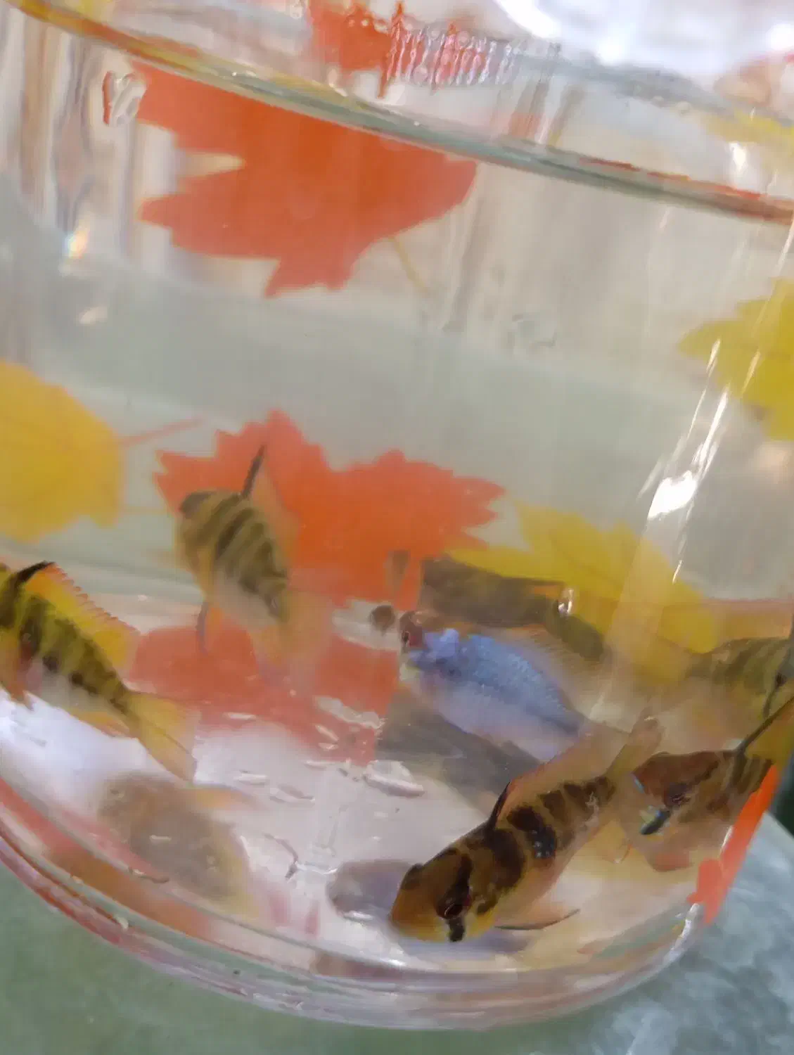 رامیزی مولد|ماهی|رباطکریم, نصیرشهر|دیوار