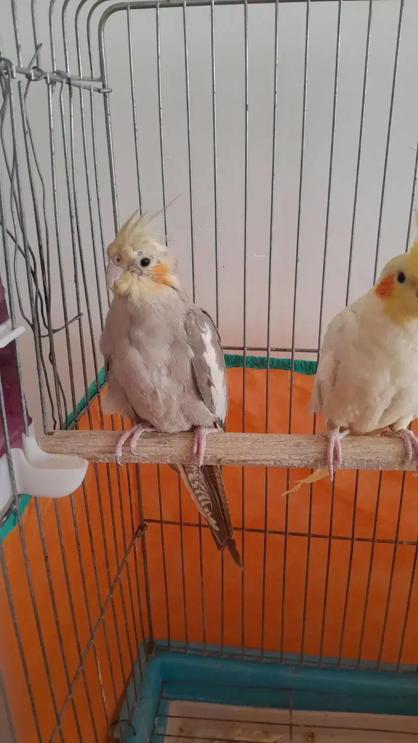 عروس هلندی مولد|پرنده|رزن, |دیوار