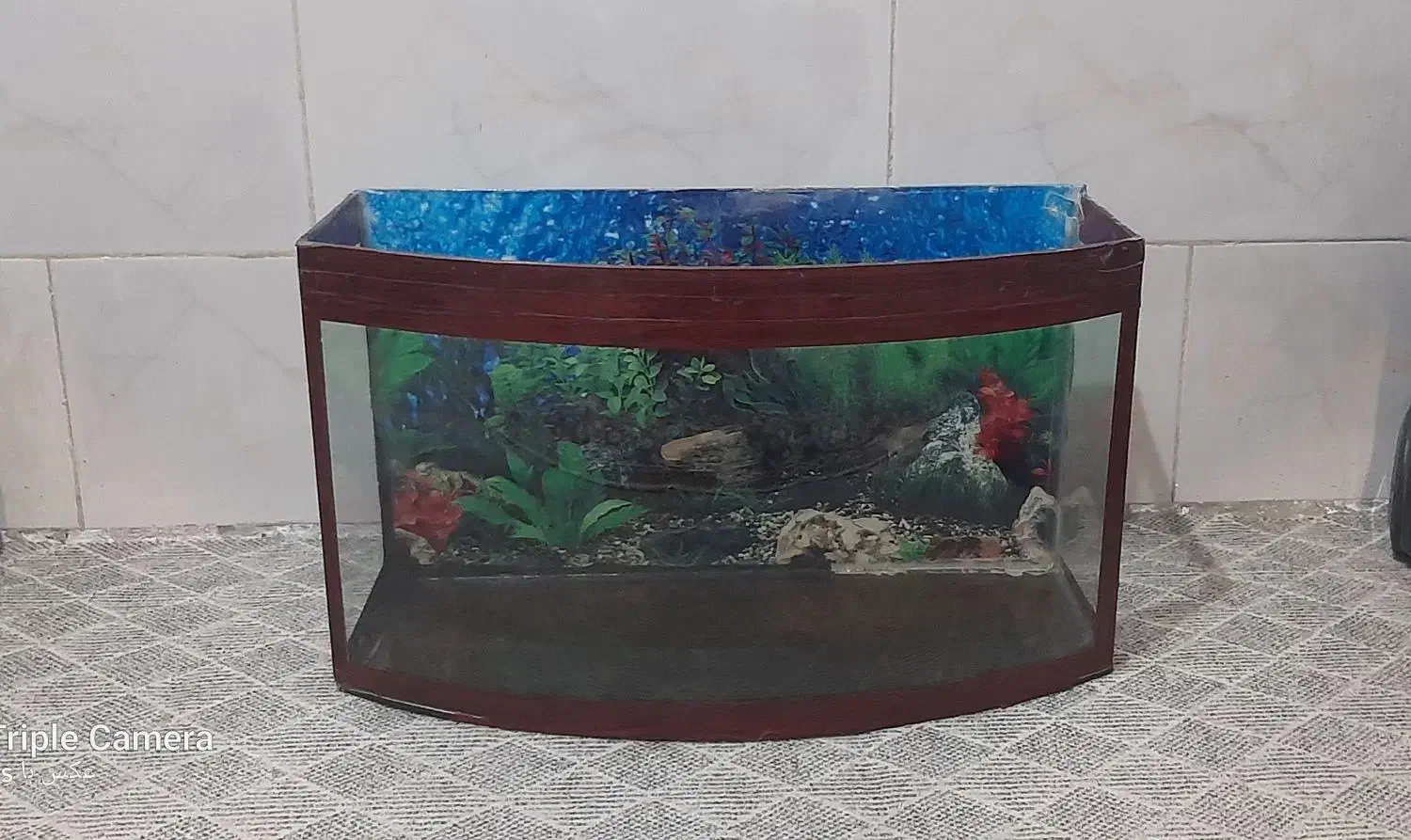 آکواریوم منحنی|ماهی|اقبالیه, |دیوار