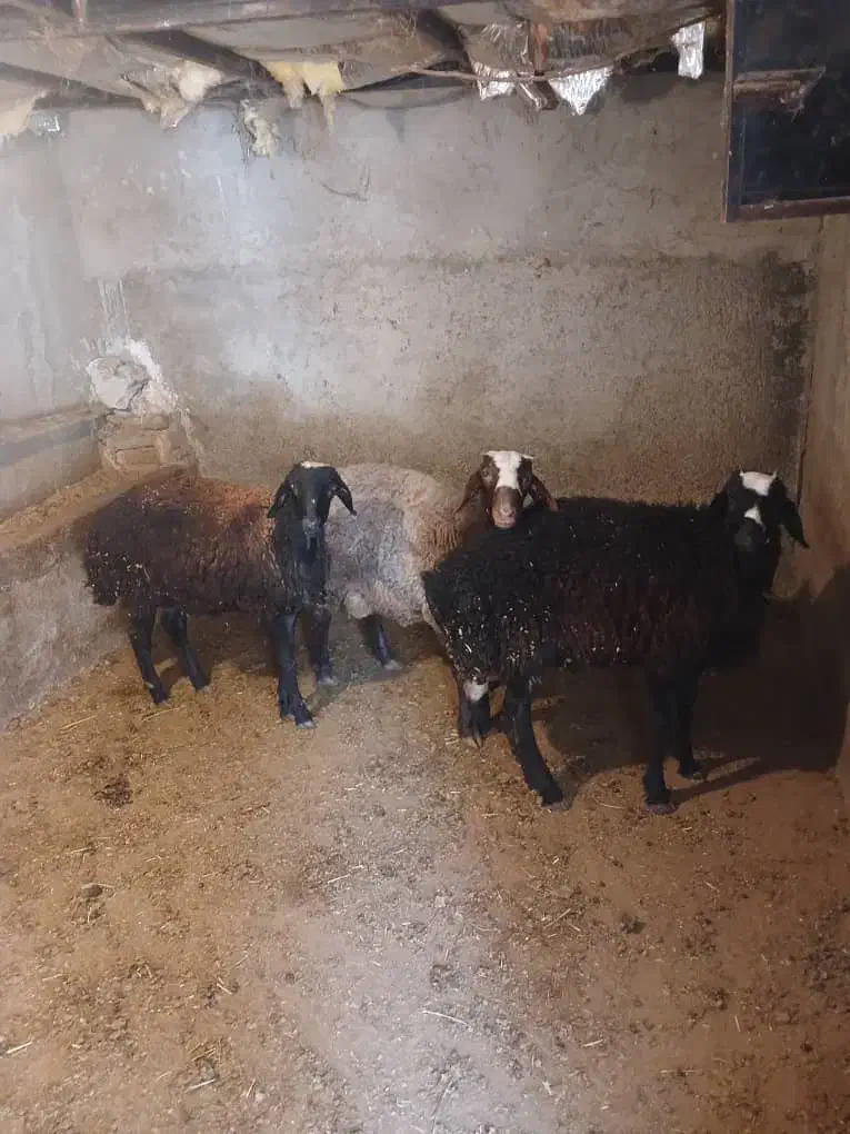 بره نر پرواری|حیوانات مزرعه|کرج, انبار مپنا|دیوار