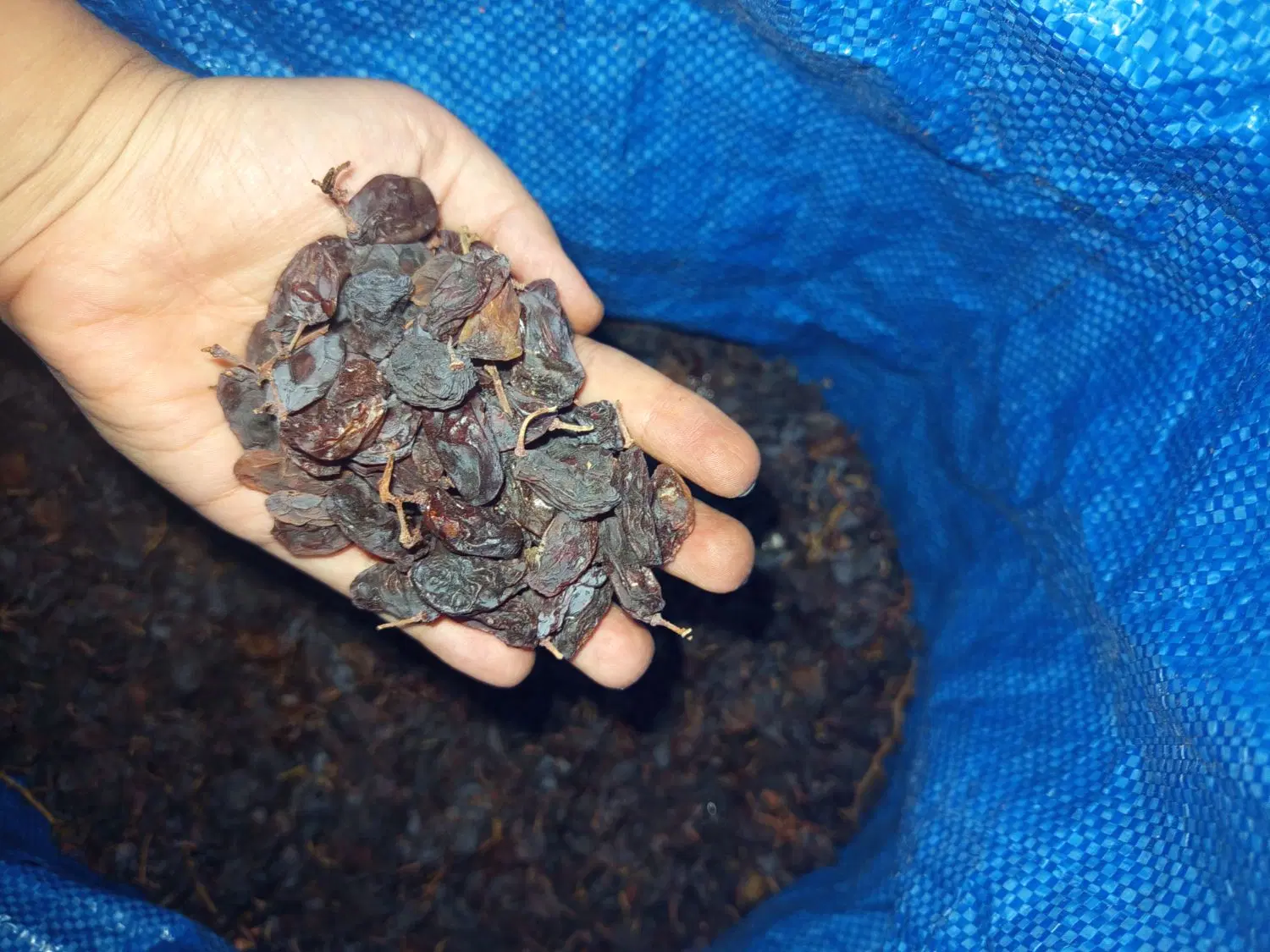 مویز|خوردنی و آشامیدنی|شیراز, کوشک بیدک|دیوار