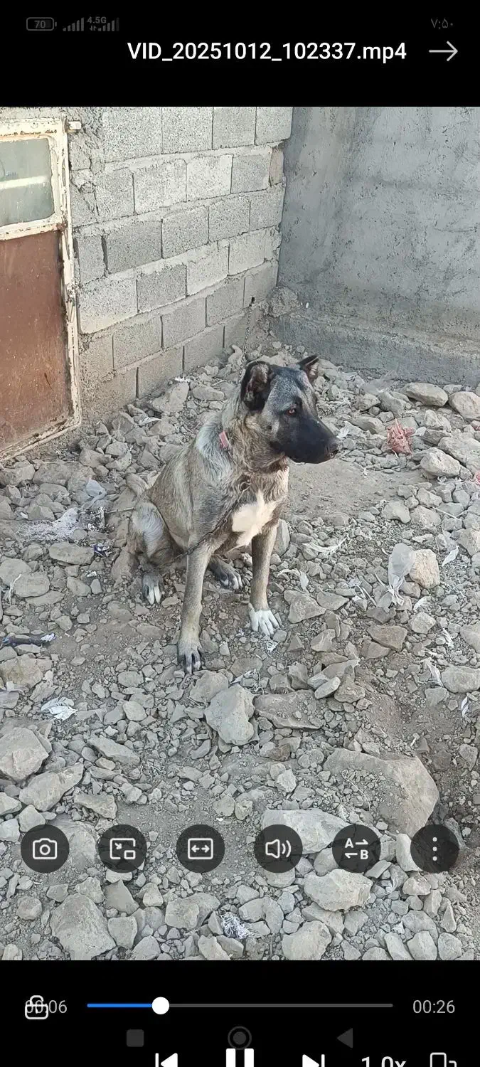 سگ سرابی|سگ|آذرشهر, |دیوار