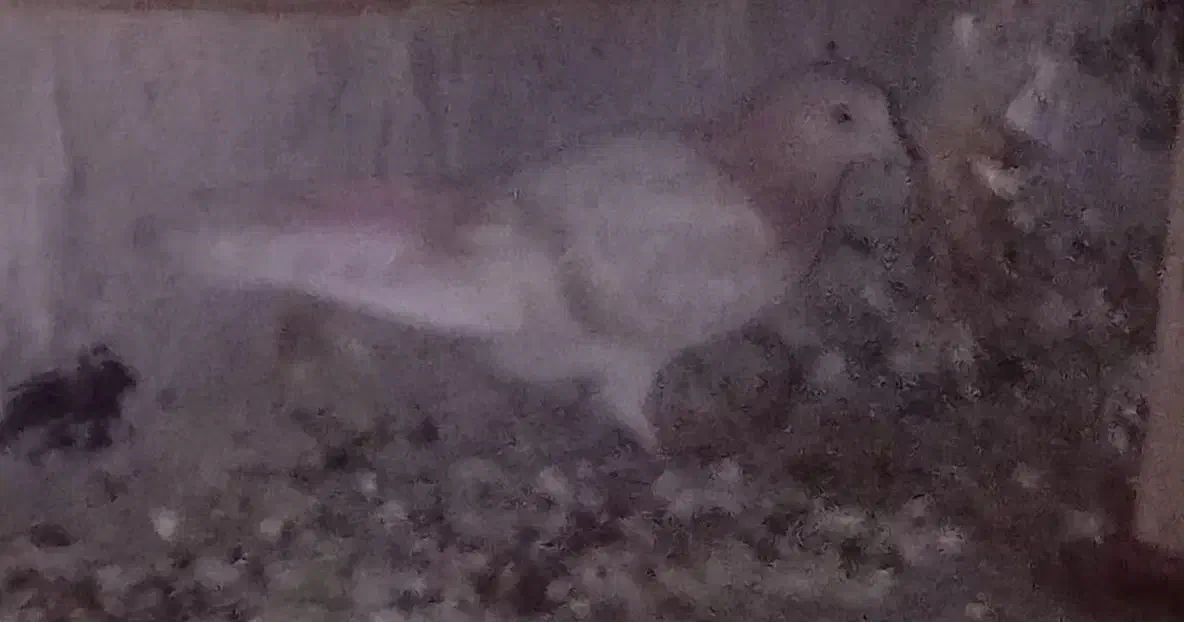 جوجه زردی مسجدی|پرنده|ری, فیروزآبادی|دیوار