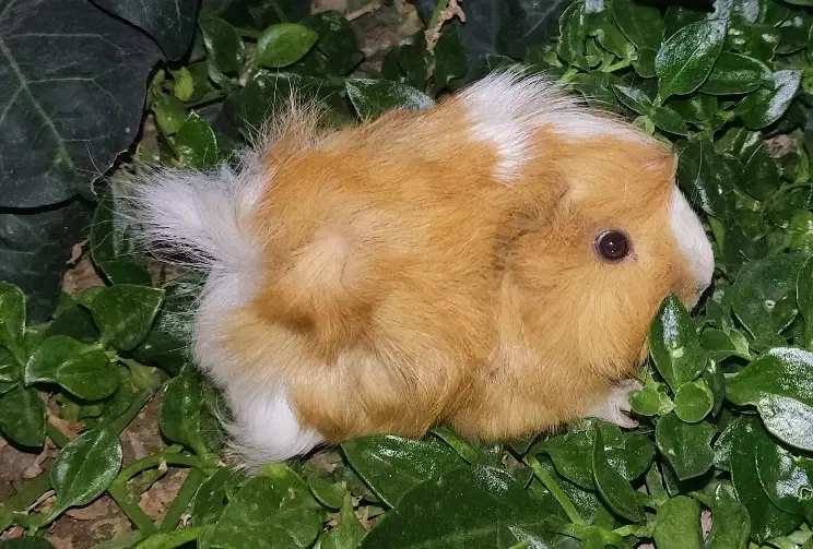 خوکچه هندی|موش و خرگوش|کرج, کوی گلها|دیوار