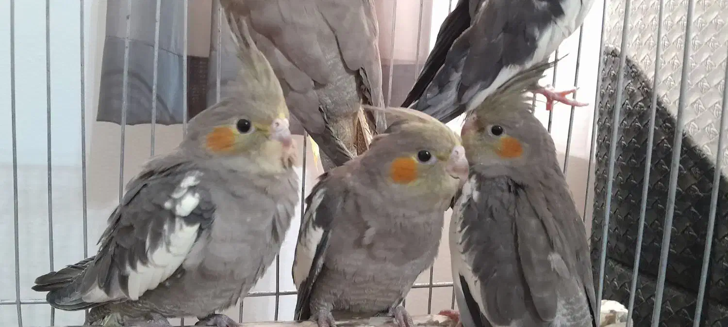 پرنده عروس هلندی|پرنده|سلمان‌شهر, |دیوار