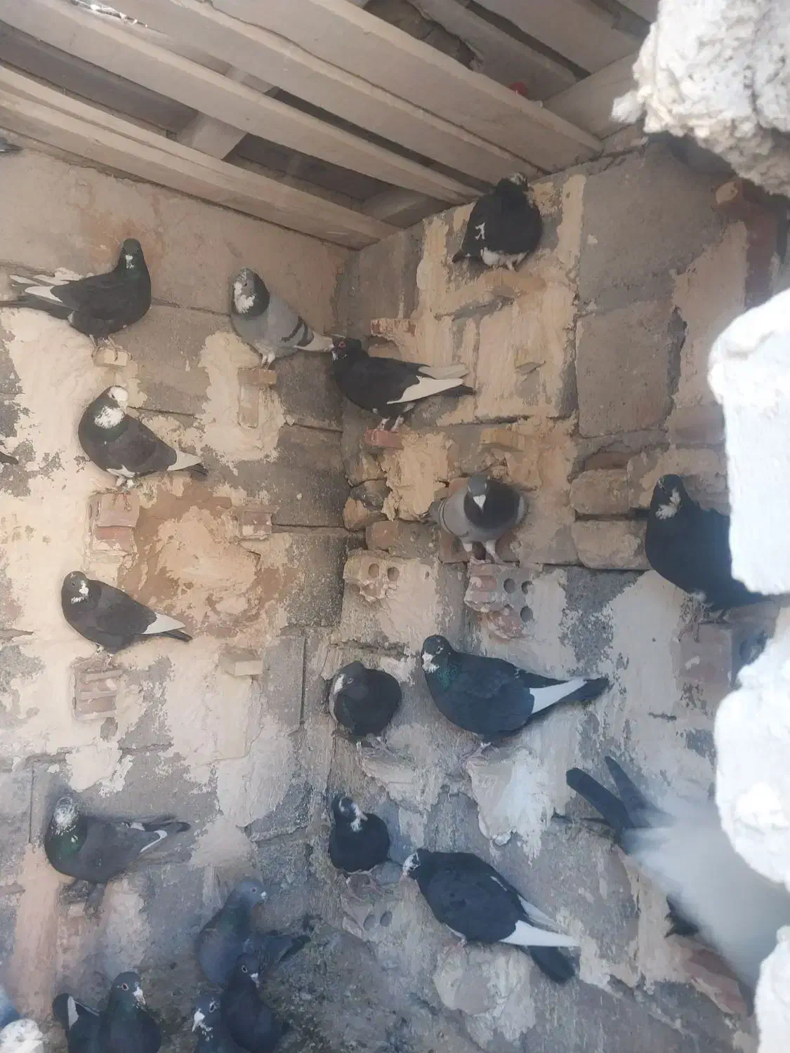 نر سوراخ .پلنگ|پرنده|کرمان, |دیوار