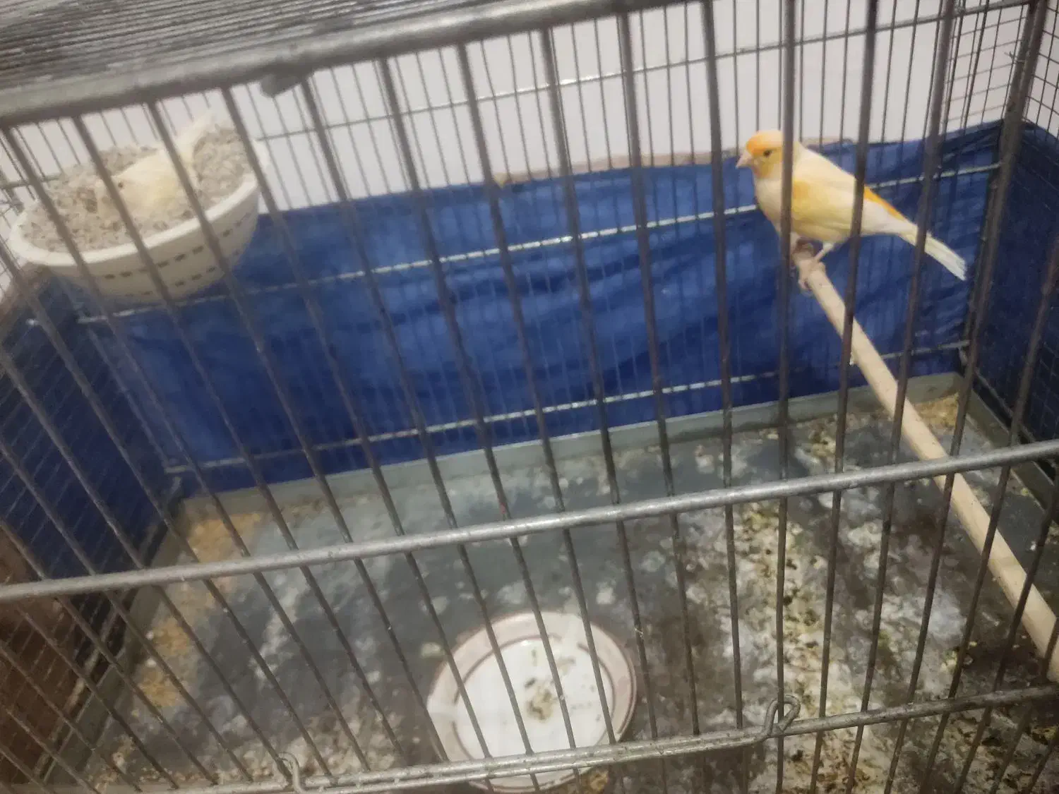 جفت قناری روی تخم|پرنده|سیرجان, |دیوار