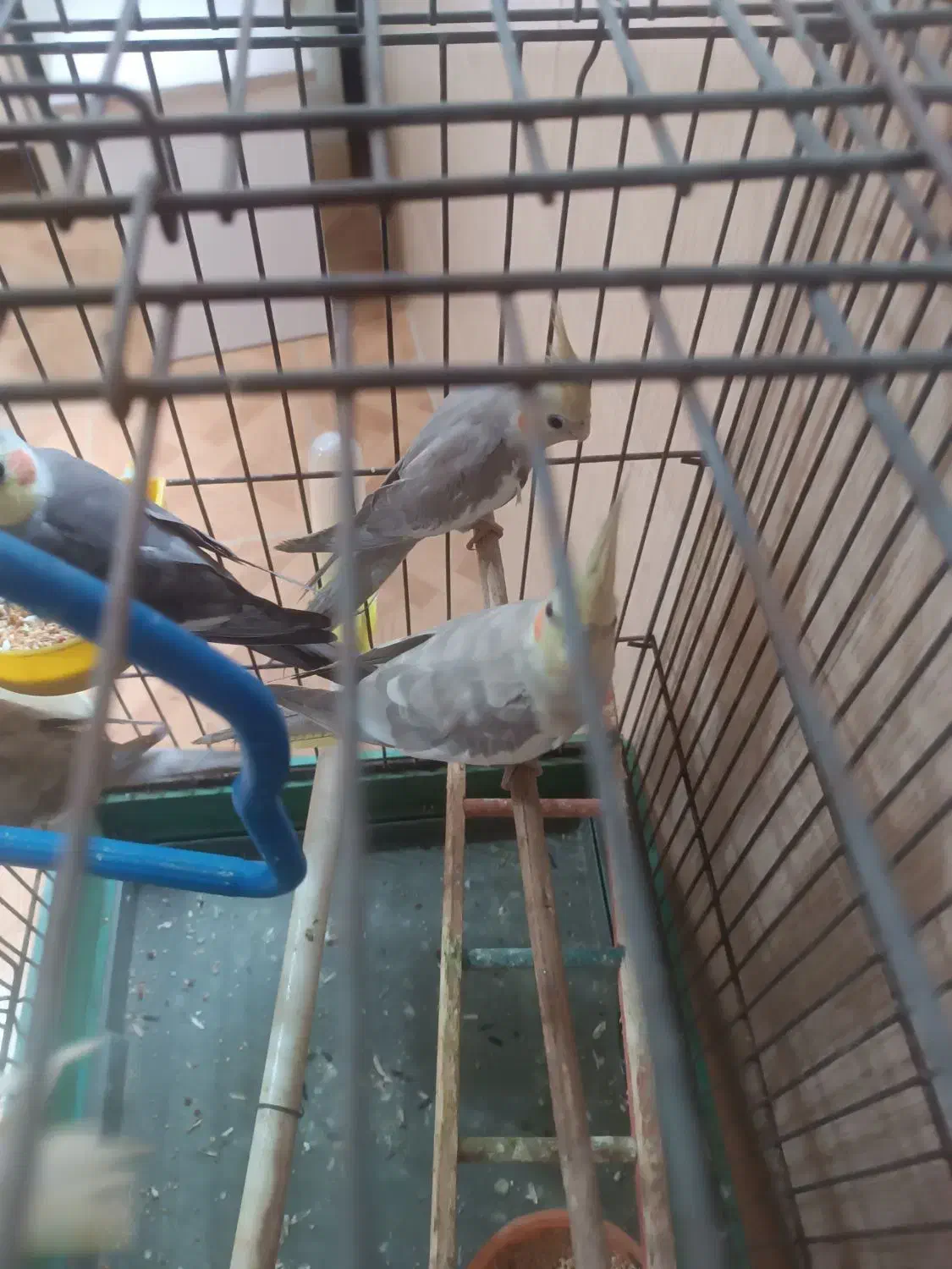 2عدد عروس هلندی|پرنده|رشت, پل تالشان|دیوار