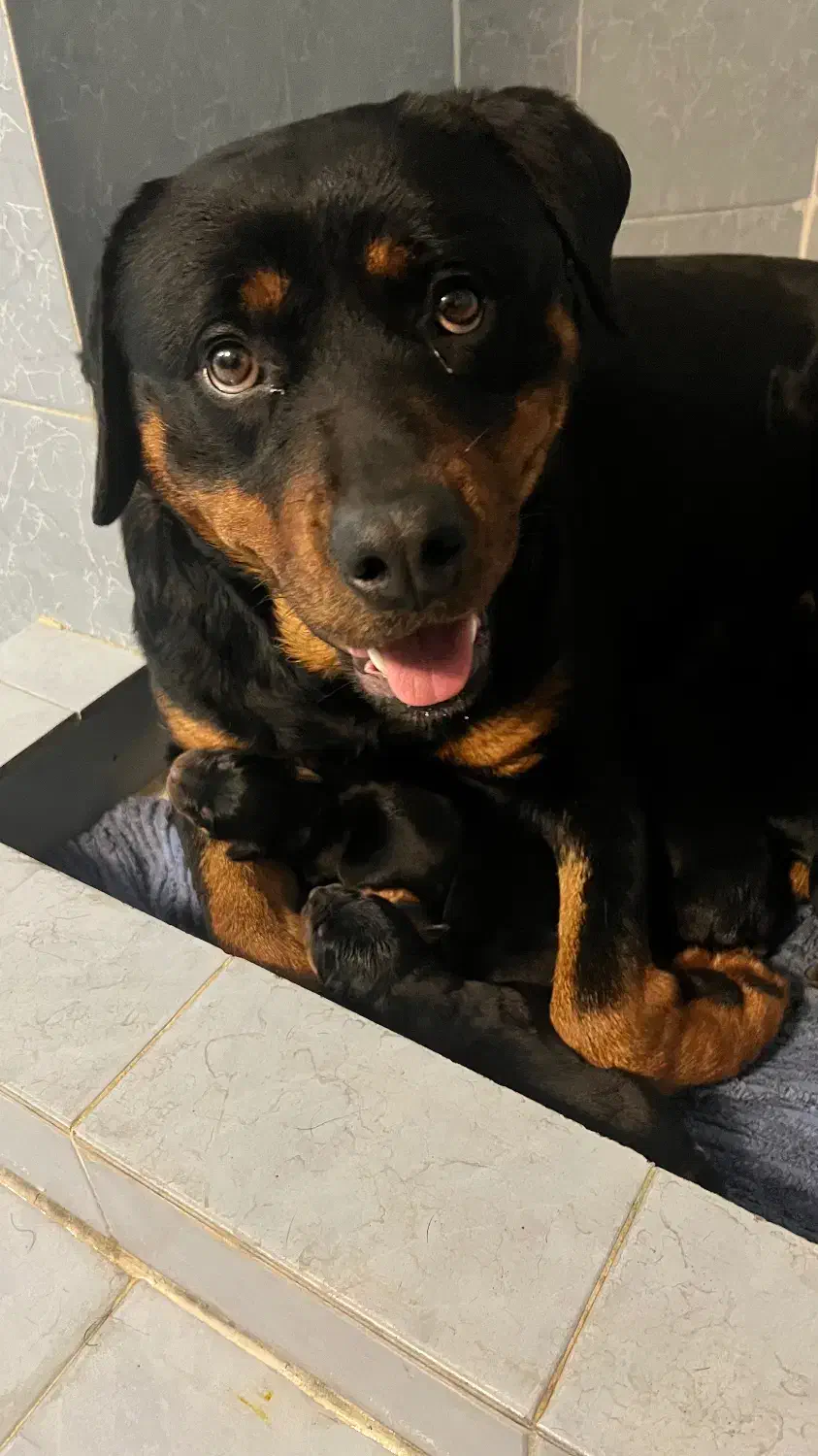 روتوایلر|سگ|تهران, زعفرانیه|دیوار