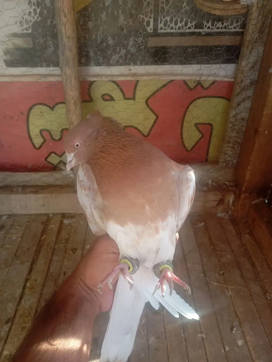 کبوتر|پرنده|باغ بهادران, |دیوار