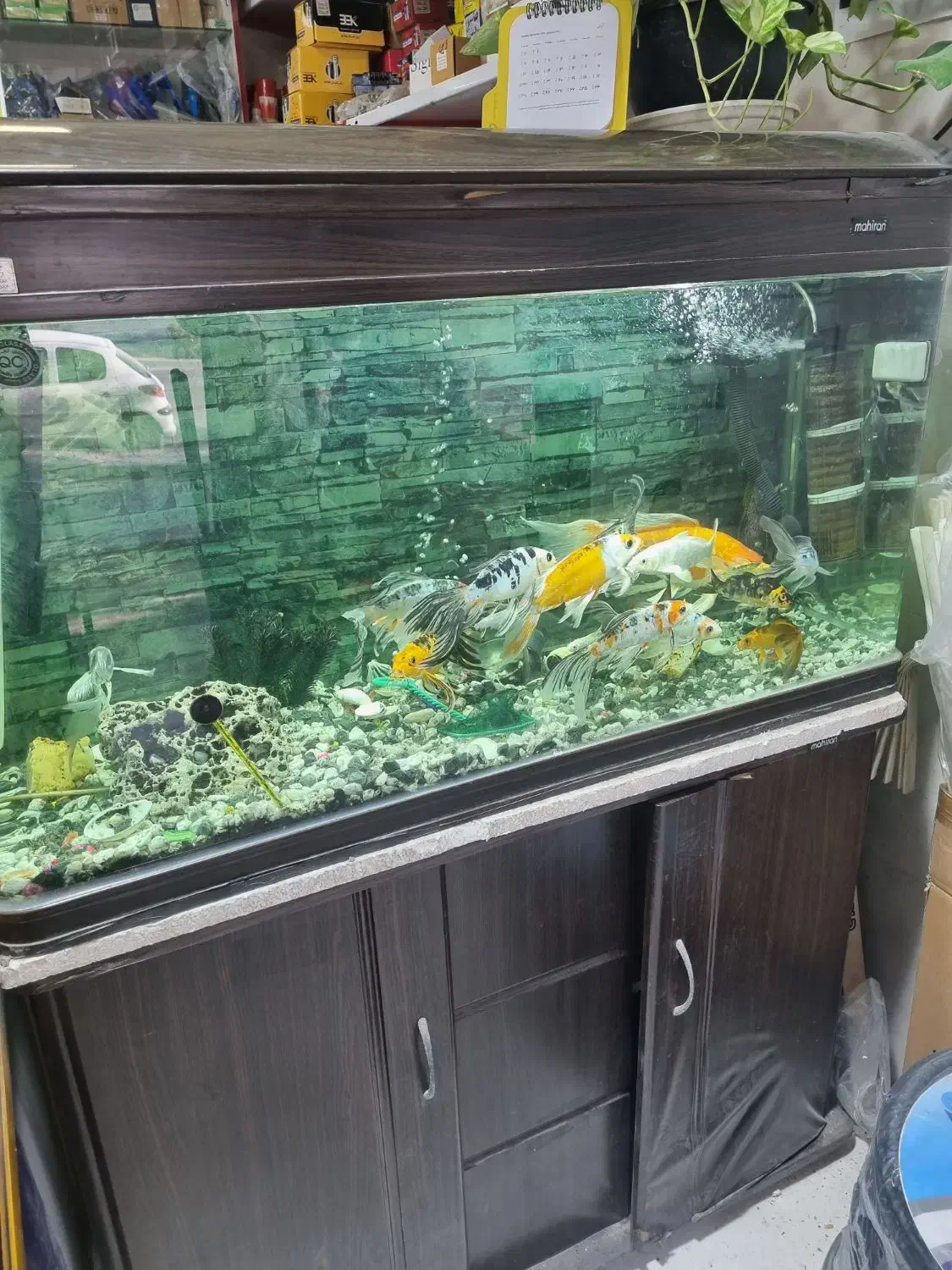 آکواریوم ماهیران|ماهی|اصفهان, شهرک صنعتی امیرکبیر (شاپور جدید)|دیوار