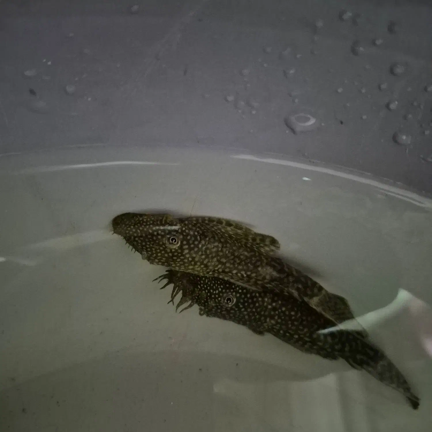 کت پوزه|ماهی|فلاورجان, |دیوار