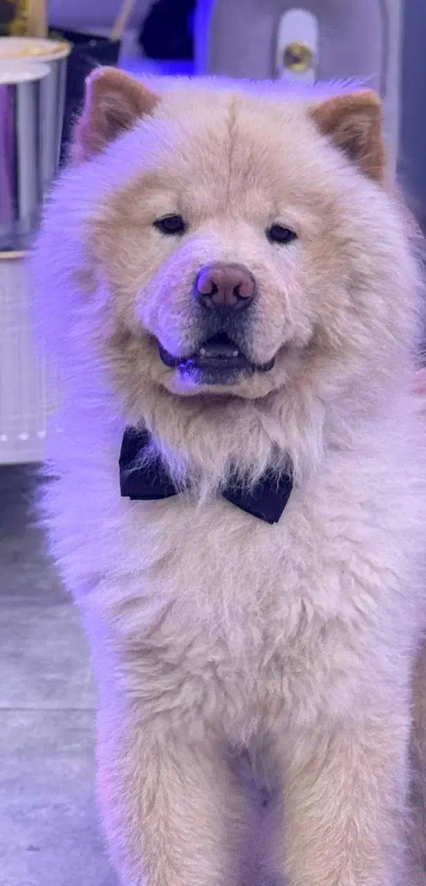 سگ چاو چاو جهت جفتگیری|سگ|تهران, شهرآرا|دیوار