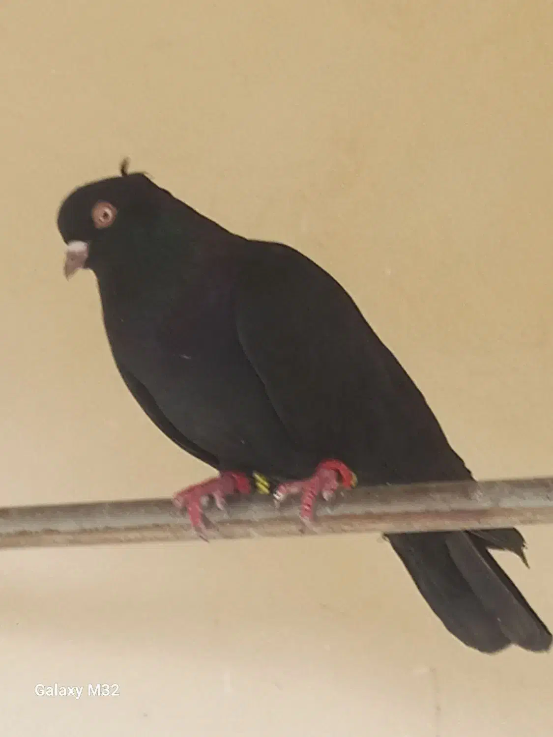 سه عدد کبوتر|پرنده|صفادشت, |دیوار