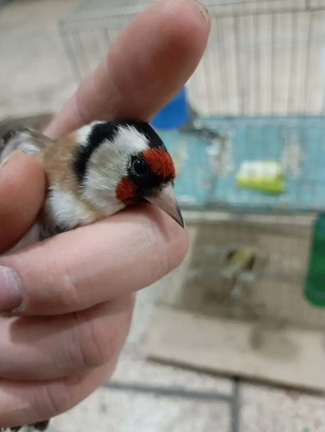 سهره نر|پرنده|نقده, |دیوار