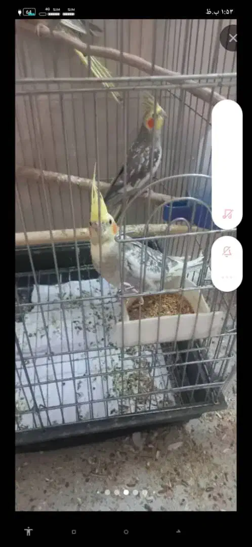 عروس هلندی جفت خورده|پرنده|کرج, آق تپه|دیوار