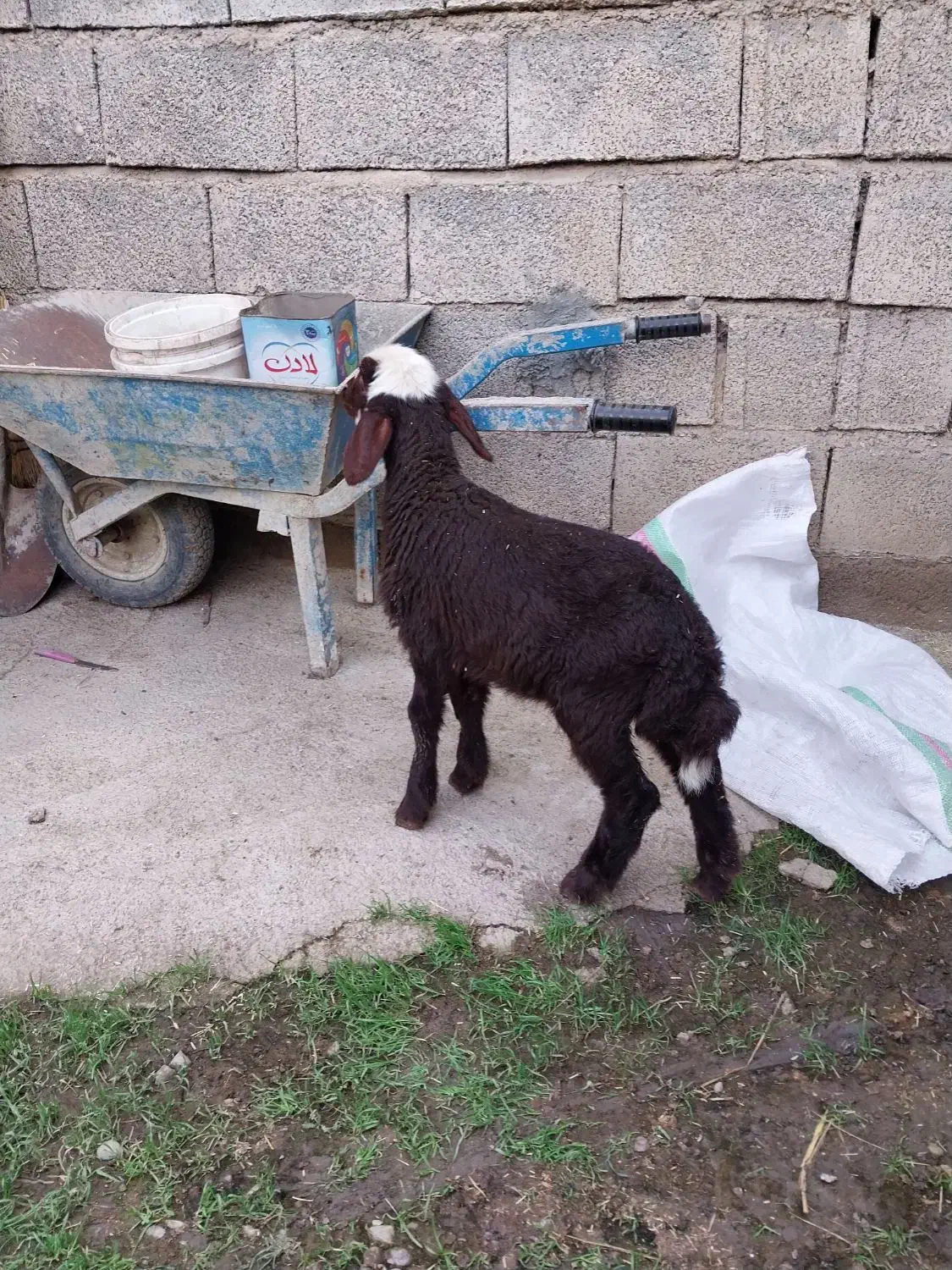 گوسفند قصابی با بره نر افشاری|حیوانات مزرعه|علیآباد کتول, |دیوار