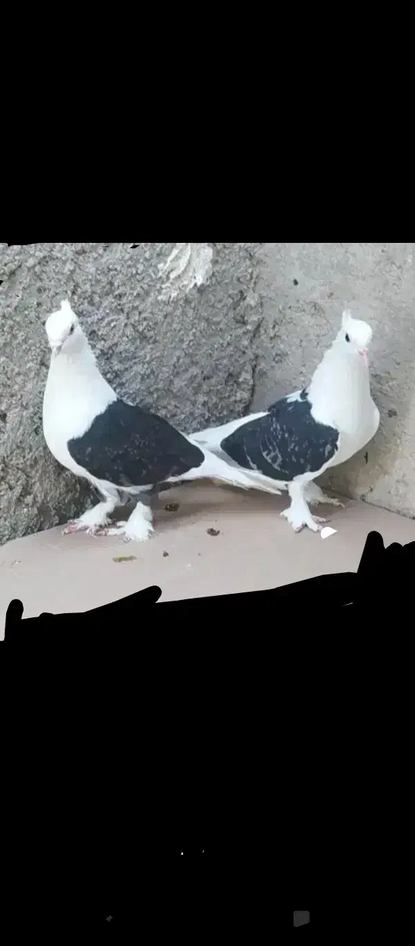 کبوتر خوب|پرنده|خورموج, |دیوار