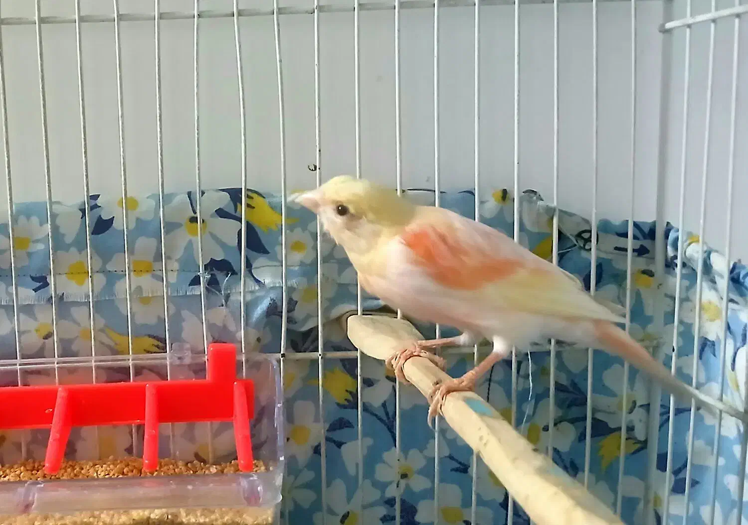 قناری ماده خوشرنگ سرخ زرد دورنگ درشت با قفس|پرنده|شیروان (خراسان), |دیوار